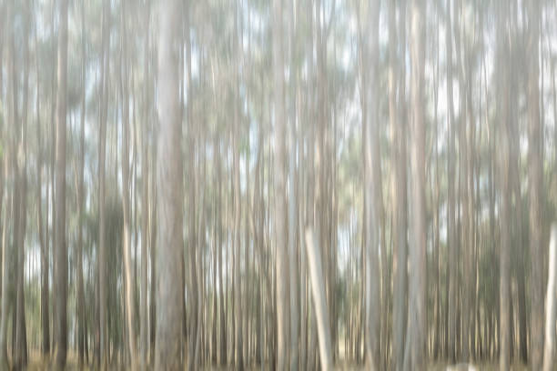 Vertical Motion Blur View Of Eucalyptus Trees