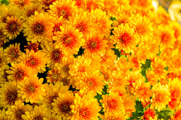 istock yellow chrysanthemum flower 1051371888
