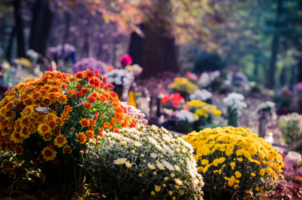 istock chrysanthemum flower in the cemetery 1051371920