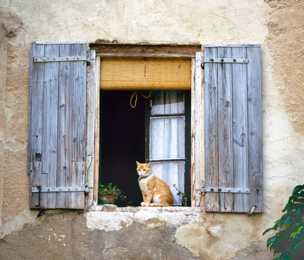istock Cat Sitting on a French Window 1051375052