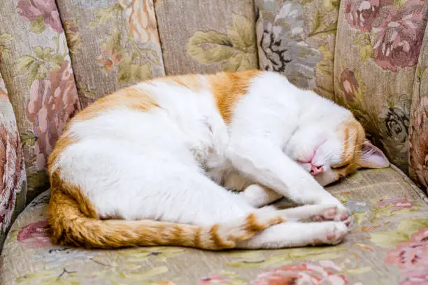 Ginger cat sleeping on sofa chair in front of a house