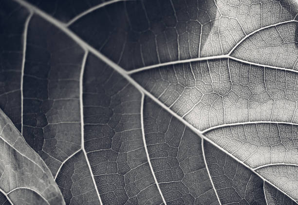 Black and white close-up image of a large exotic tropical leaf in the sunlight