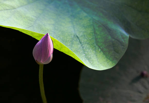 Water Lily stock photo