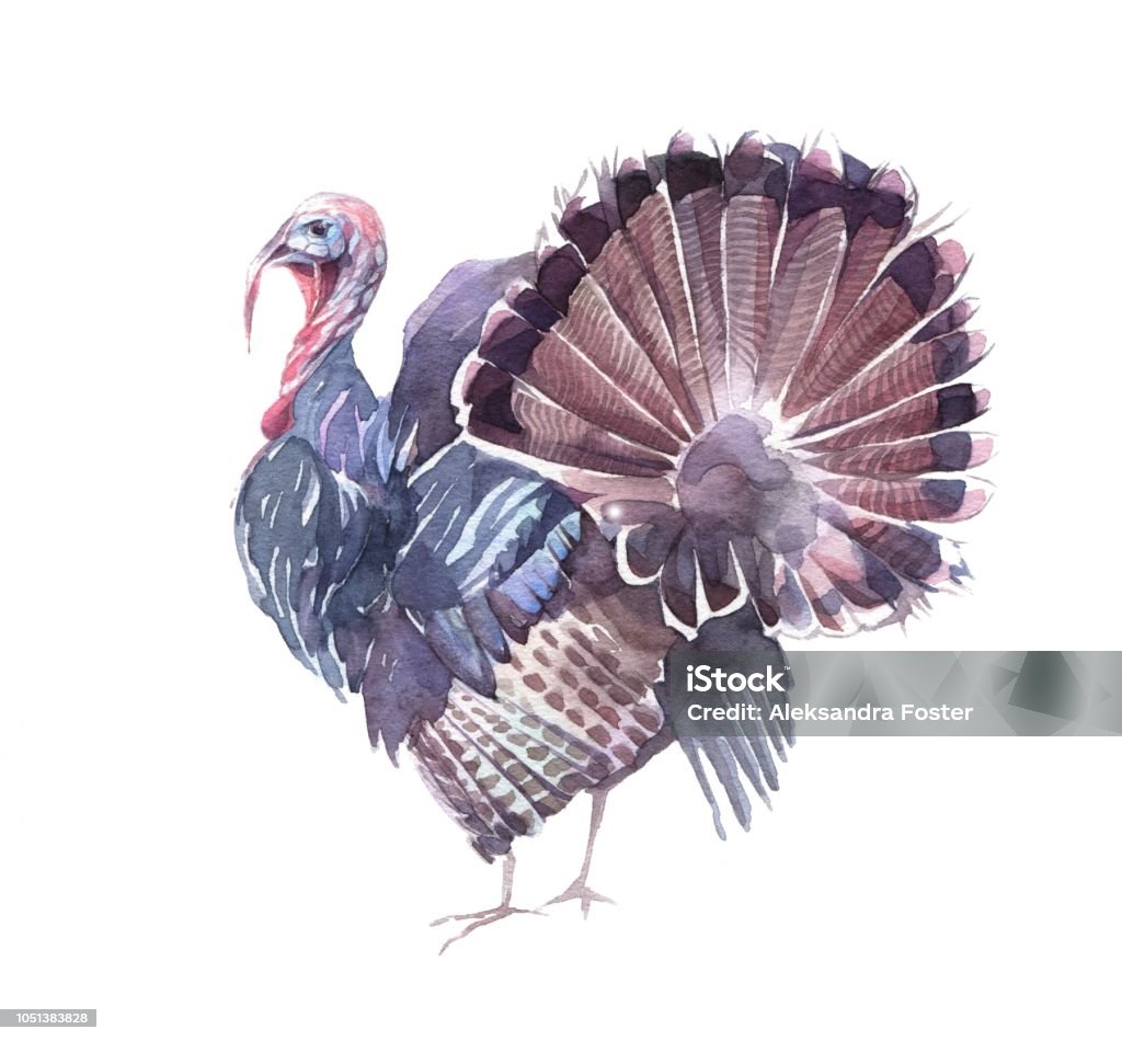 Watercolor illustration. Turkey with an open tail isolated on the white background. Hand painted watercolor illustration. Turkey - Bird stock illustration