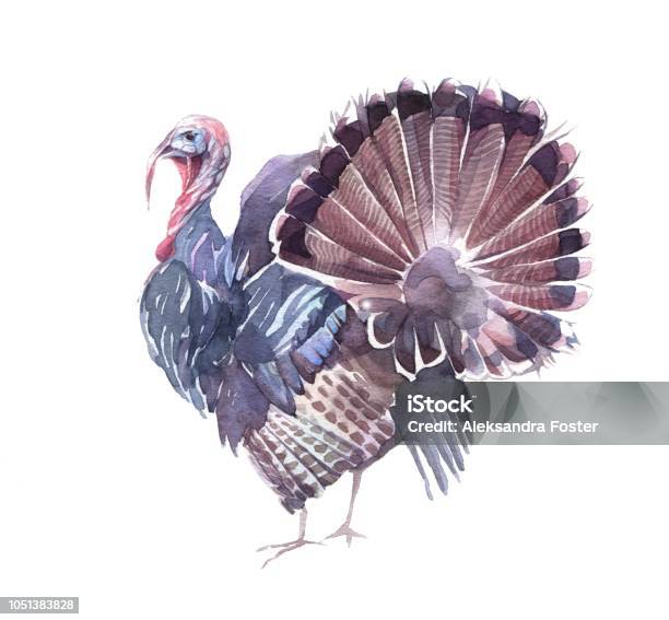 Watercolor Illustration Turkey With An Open Tail Isolated On The White Background Stock Illustration - Download Image Now