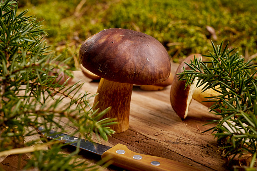 beautiful brown and fresh boletus mushroom and a knife on an old wooden board in an autumn forest