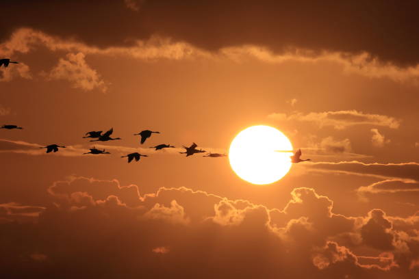 Silhouettes of Cranes( Grus Grus) at Sunset Germany Baltic Sea Silhouettes of Cranes( Grus Grus) at Sunset Germany Baltic Sea eurasian crane stock pictures, royalty-free photos & images