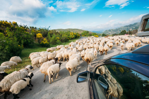 georgia caucaso vista posteriore dal finestrino dell'auto di gregge di pecore che si muovono lungo l'autostrada negli altopiani rurali - jumbuck foto e immagini stock