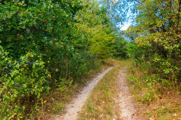 istock Rural dirt road through a green forest at summer 1051391424