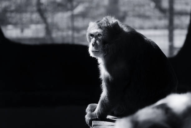 Lonely Monkey in zoo - monochrome