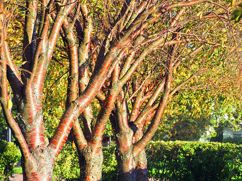 Prunus o Padus maackii, comúnmente llamada la Manchuria cerezo o Capulín de Amur. Troncos de los árboles de color rojo bajo los rayos del sol de otoño photo