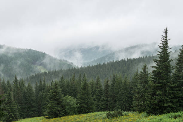 istock Beautiful and peaceful misty green mounting landscape 1051398766