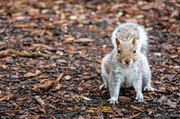 Squirrel on wood chips in the park