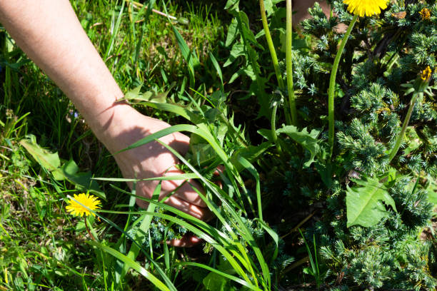 istock Summer works in the garden. Weeding weeds 1051402134