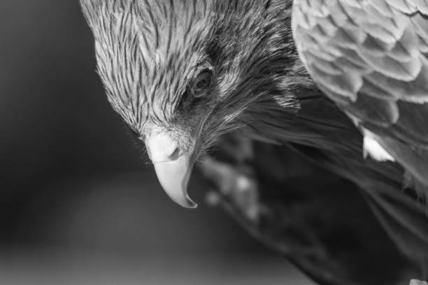 Wildlife in Black & White