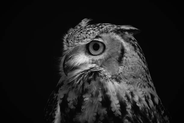 Birds of Prey