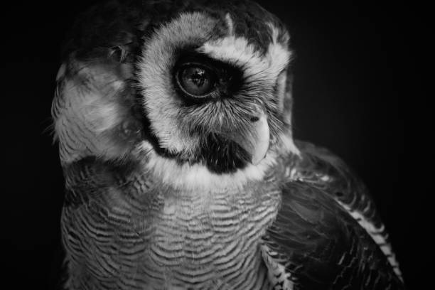 istock Birds of Prey 1051405756