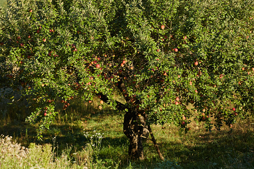 Orchard of apple trees with fruits ready to harvest