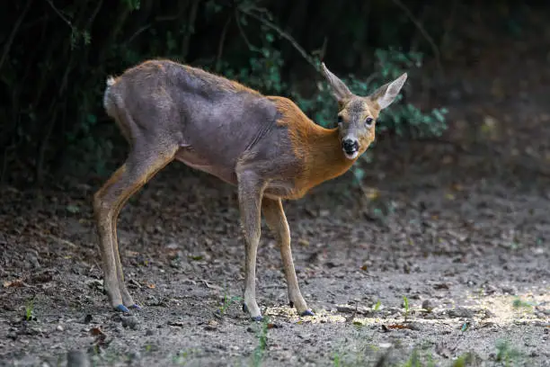 Roe deer with mange (sarcoptic scabiei) in the forest