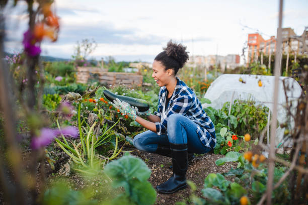 istock African American woman picking a courgette 1051410592