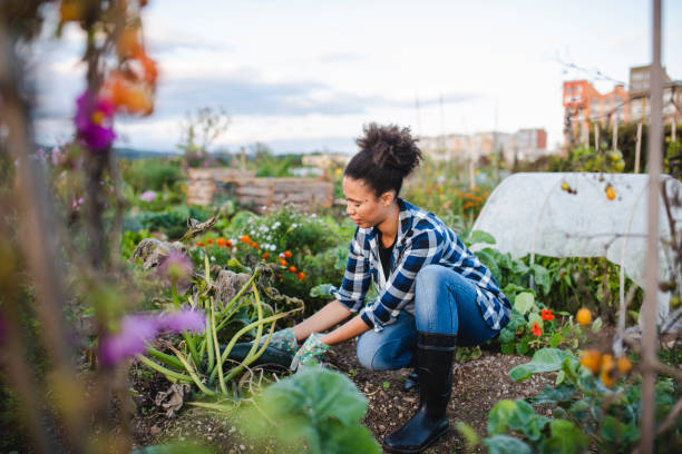 istock African American woman picking a courgette 1051410630