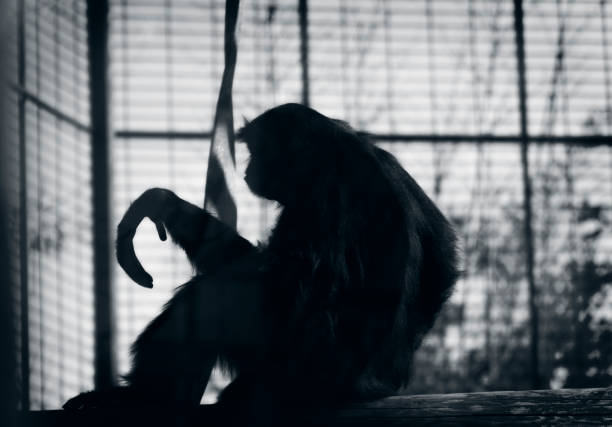 Silhouette of Siamang gibbon ape - primate in cage