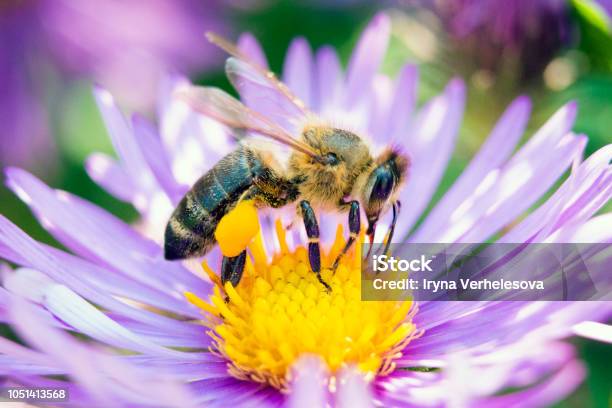 Abeja En Una Flor De Cierre Foto de stock y más banco de imágenes de Apis - Apis, Abeja, Macrofotografía