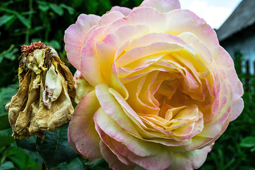 A close-up of a beautiful yellow pink rose next to a dried rose.