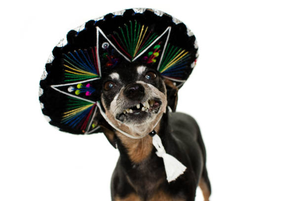 cane divertente che indossa un cappello mariachi messicano per una festa di carnevale o halloween, sorriso sdentato o gommoso. sfondo bianco di nuovo isolato. - toothless smile foto e immagini stock