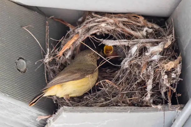 Photo of Buff-rumped Thornbill (Acanthiza reguloides) race 