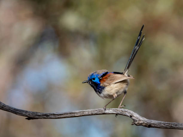 istock Purple-backed Fairywren (Malurus assimilis) race 