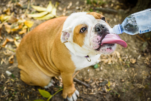 Little puppy of english bulldog drinking water,selective focus