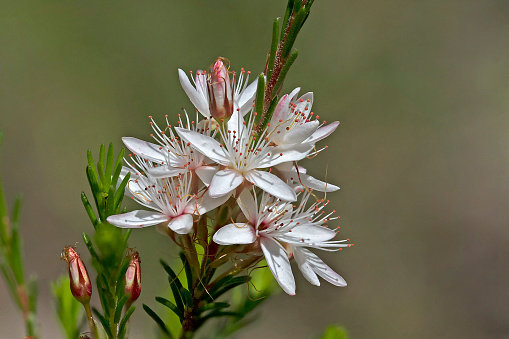 White and pink flower on a low shrub