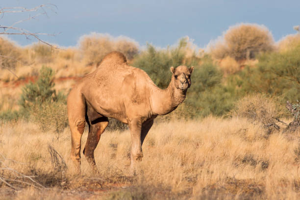 Dromedary (Camelus dromedarius) Dromedary camel in the Australian Outback dromedary camel stock pictures, royalty-free photos & images