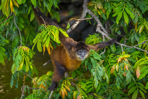 Spider monkey hanging in tree in Nicaragua on Monkey Island. Visit the beautiful places in the world, experience and learn what travel teaches.