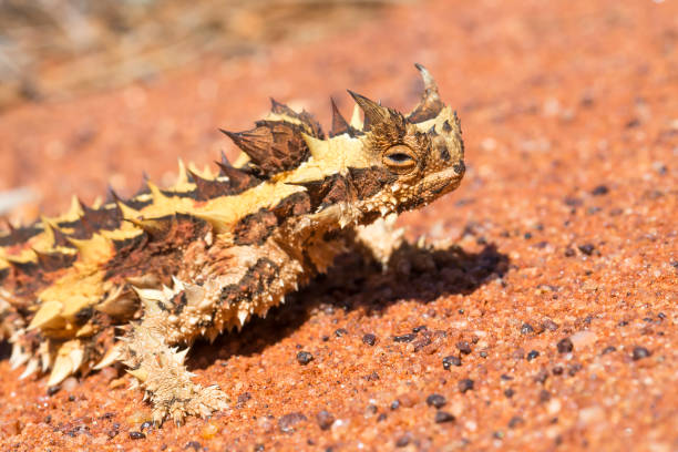 thorny devil (moloch horridus) - thorny devil lizard stock-fotos und bilder