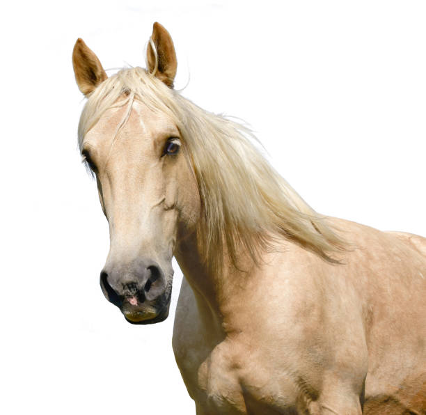 istock Brown horse head isolated on the meadow 1051424932