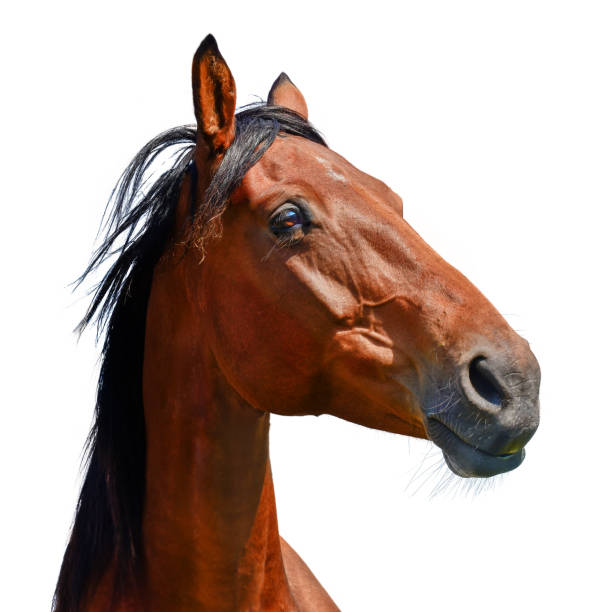 istock Brown horse head isolated on the meadow 1051424938