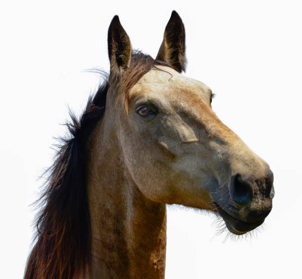 istock Brown horse head isolated on the meadow 1051424940