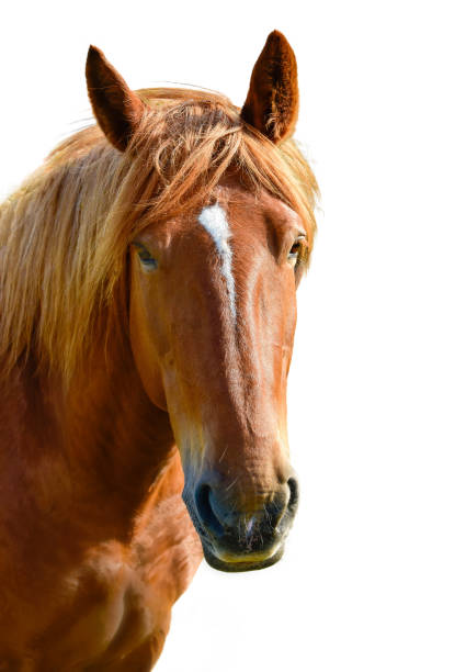 istock Brown horse head isolated on the meadow 1051424944