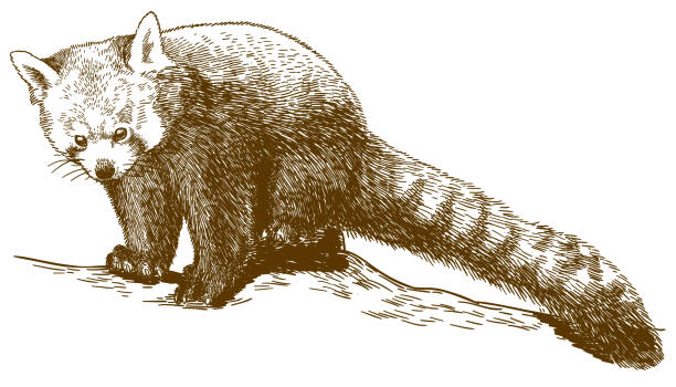 Vector antique engraving drawing illustration of red panda (Ailurus fulgens) isolated on white background