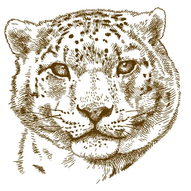 Vector illustration of engraving illustration of snow leopard head