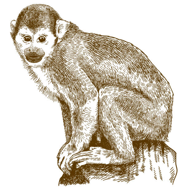 engraving illustration of squirrel monkey Vector antique engraving drawing illustration of squirrel monkey (saimiri sciureus) isolated on white background saimiri sciureus stock illustrations