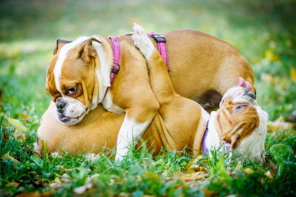 istock Happy english bulldog 1051427358