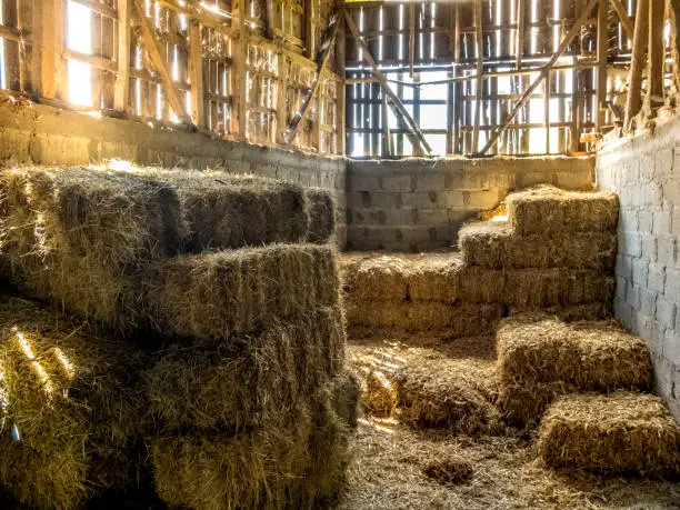 Hayricks on hayloft. Bales of Straw on the farm.