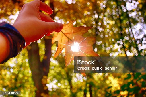 istock I love autumn. Close up shot of hand holding yellow leaf. 1051430568