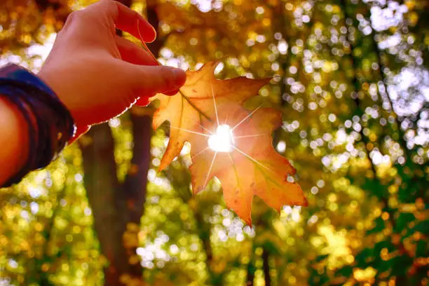 Photo of I love autumn. Close up shot of hand holding yellow leaf.