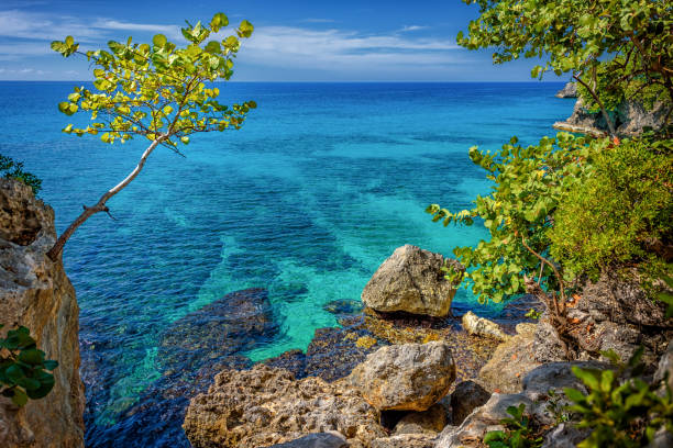 A tropical tree hangs over the morning surf in Jamaica