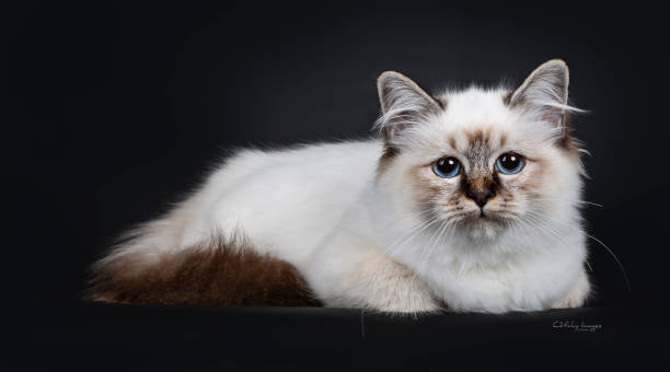 istock Stunning tabby point Sacred Birman cat kitten, laying down side ways and looking curious into lens with marvelous blue eyes, isolated on black background 1051431650
