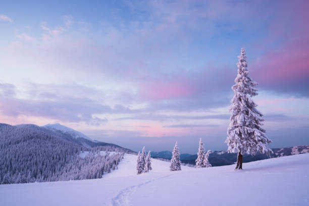 istock Christmas landscape with fir tree in the snow 1051431702